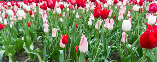 Bunte Tulpen Blumen Saison Garten — Stockfoto