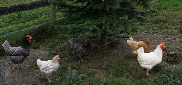 Chiken cu rază liberă. găini cocoș — Fotografie, imagine de stoc