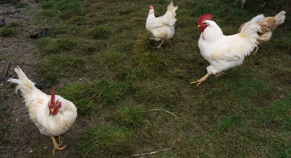 Hens fair farm free running. cock — Stock Photo, Image