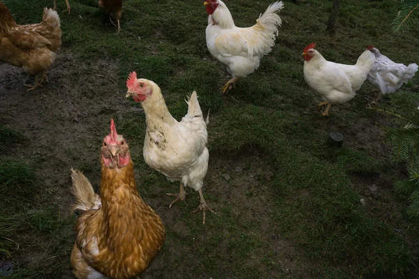 Цыплят свободного действия. петух — стоковое фото