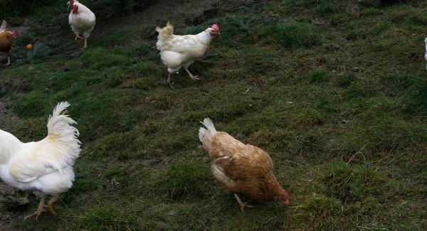 Gallinas justas granja libre funcionamiento. polla — Foto de Stock