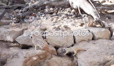 Grup fundalıklardır suricates