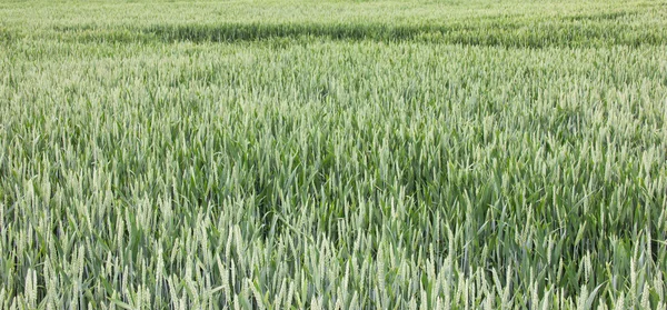 Wheat field green background — Stock Photo, Image