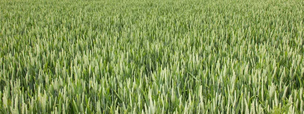 Wheat field green background — Stock Photo, Image