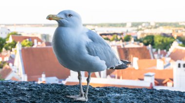 Sea gull kuş duvar kağıdı