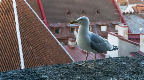 Sea gull bird wallpaper — Stock Photo, Image