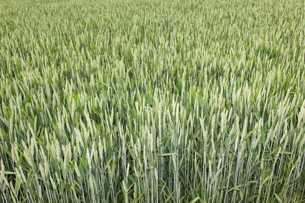 Wheat field green background — Stock Photo, Image