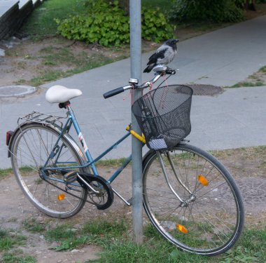 Sea gull kuş duvar kağıdı