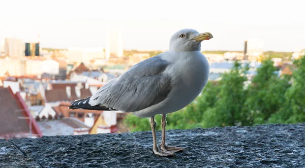 Mouette fond d'écran oiseau — Photo