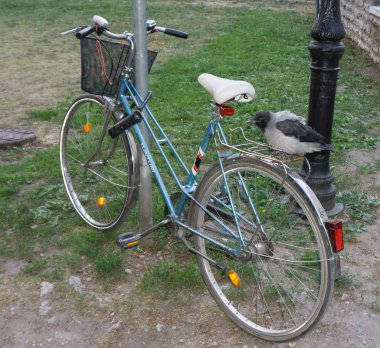 Bisiklet üzerinde tünemiş karga