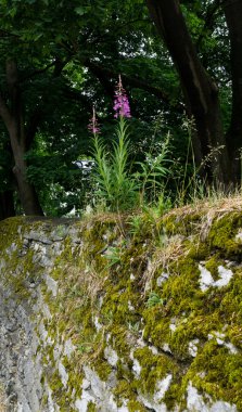 Çiçek taşlar büyüyor