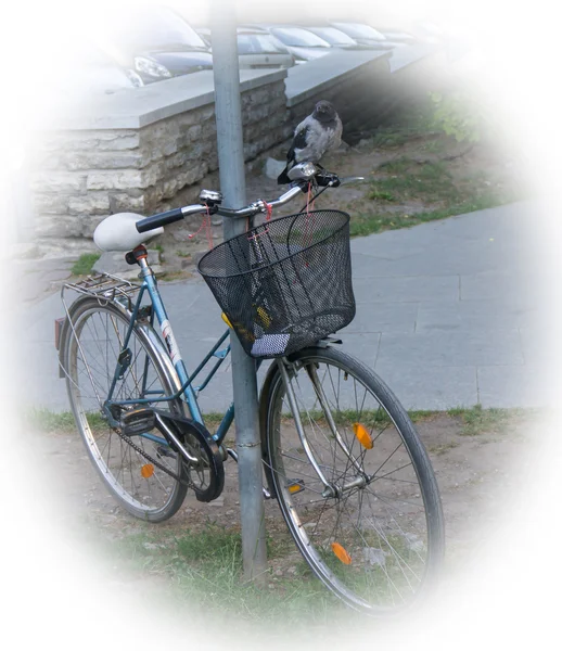 Kruk siedzący na rower — Zdjęcie stockowe