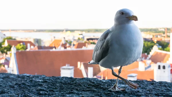 Sea gull bird — Stock Photo, Image