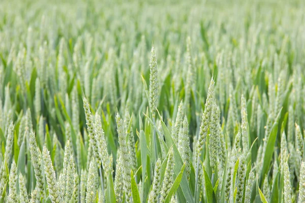 Wheat field green background — Stock Photo, Image