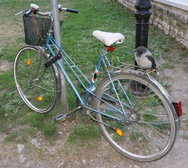 Bisiklet üzerinde tünemiş karga