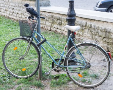 Bisiklet üzerinde tünemiş karga