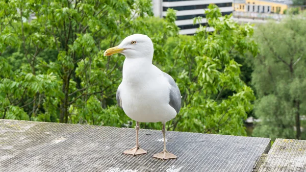 Möwenvogel — Stockfoto