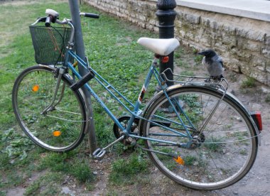 Bisiklet üzerinde tünemiş karga