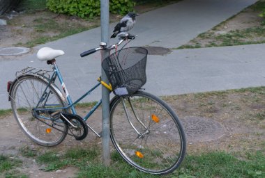 Bisiklet üzerinde tünemiş karga