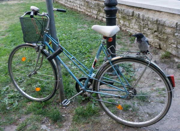 Bisiklet üzerinde tünemiş karga