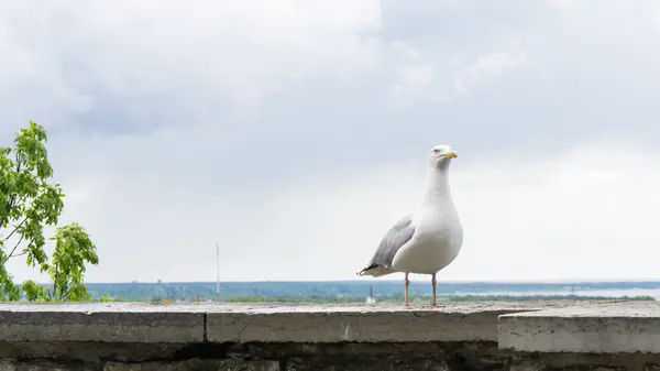 Goéland oiseau animal — Photo