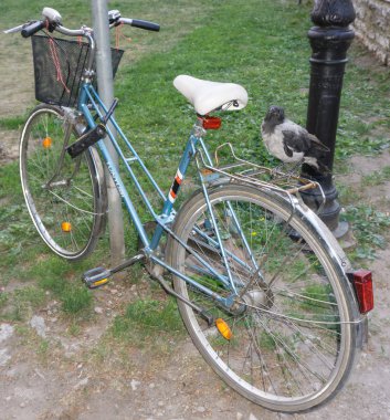 Bisiklet üzerinde tünemiş karga