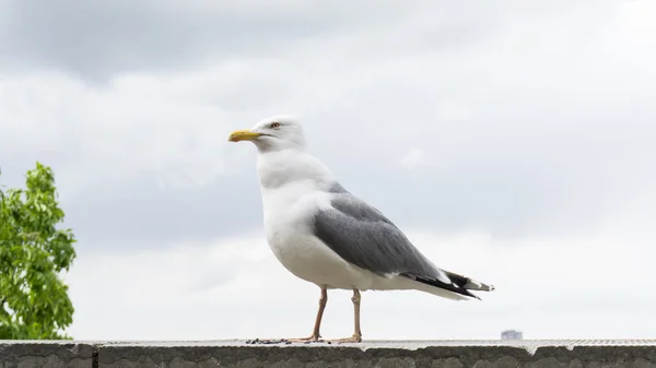 Poder pássaro gaivota — Fotografia de Stock