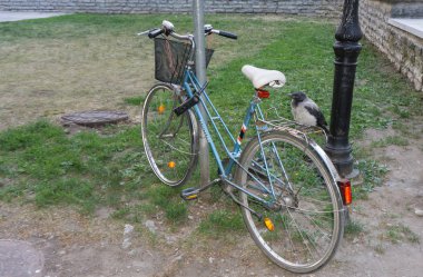 Bisiklet üzerinde tünemiş karga