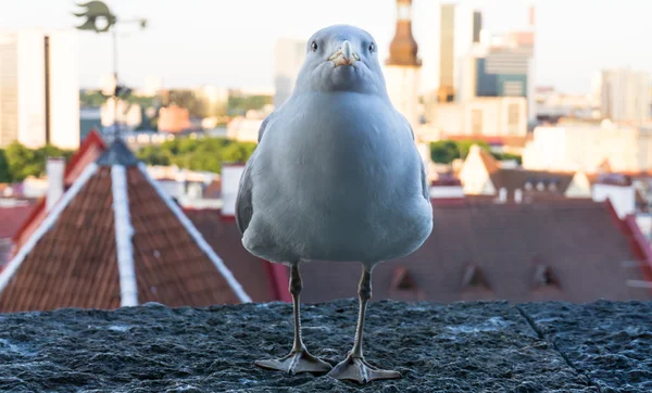Sea gull bird — Stock Photo, Image