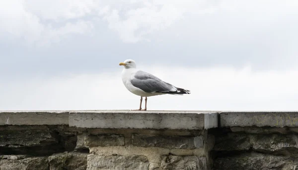 Möwenvogel — Stockfoto