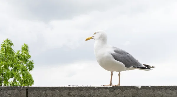 Sea gull ptak — Zdjęcie stockowe