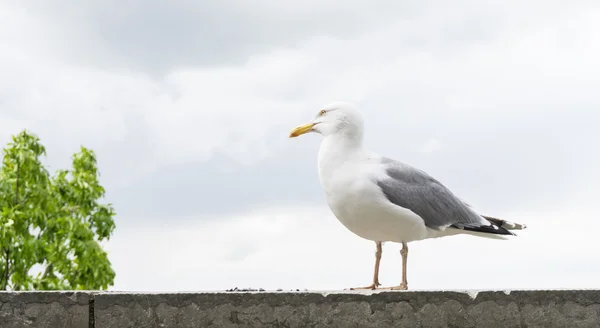 Racek pták — Stock fotografie