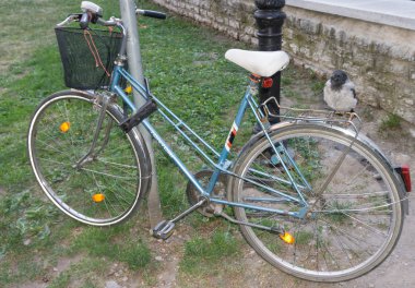 Bisiklet üzerinde tünemiş karga