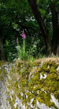 Çiçek taşlar büyüyor