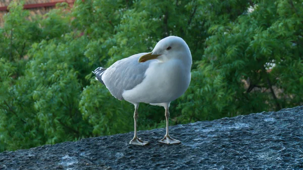 Sea gull bird — Stock Photo, Image