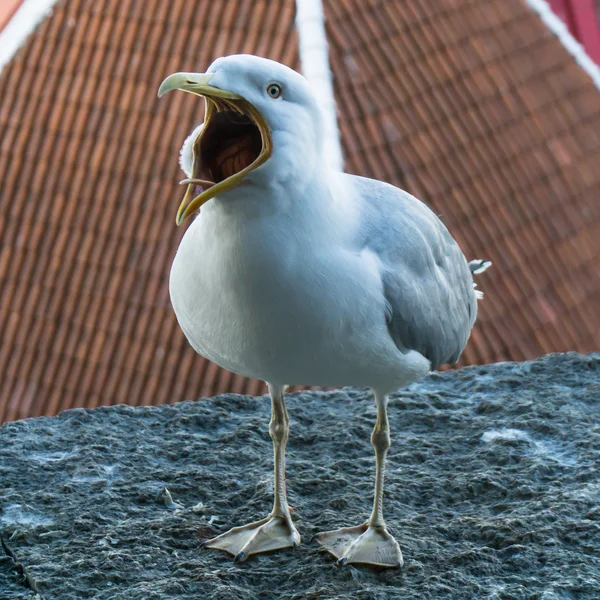 Ave da gaivota — Fotografia de Stock