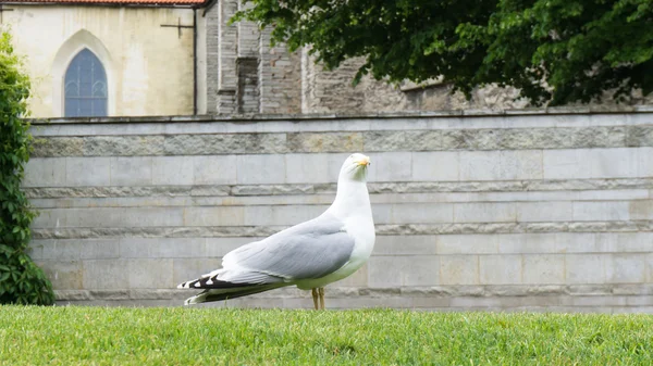 Möwenvogel — Stockfoto