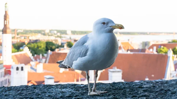 Sea gull bird — Stock Photo, Image