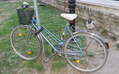 Bisiklet üzerinde tünemiş karga