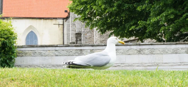 Poder pássaro gaivota — Fotografia de Stock