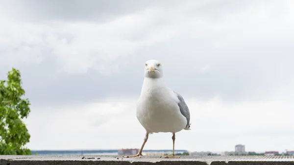 Puissance oiseau goéland — Photo
