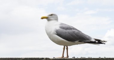 Deniz martı kuşu kartpostal