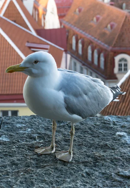 Tengeri sirály madár képeslap — Stock Fotó