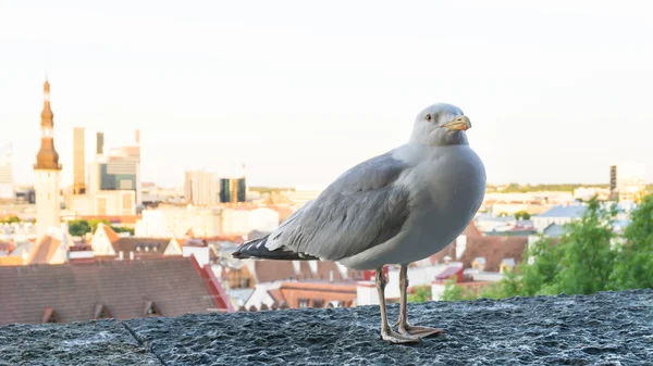 Postal pájaro gaviota marina — Foto de Stock