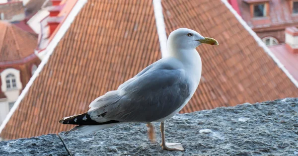 Cartão postal da gaivota — Fotografia de Stock