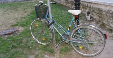 Bisiklet üzerinde tünemiş karga