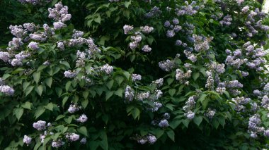  Eflatun çiçek yaprakları ile