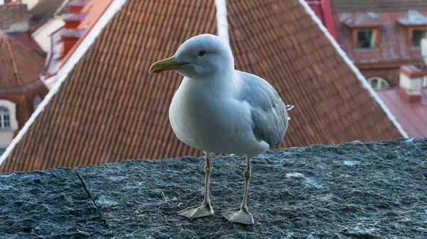 sea gull bird postcard