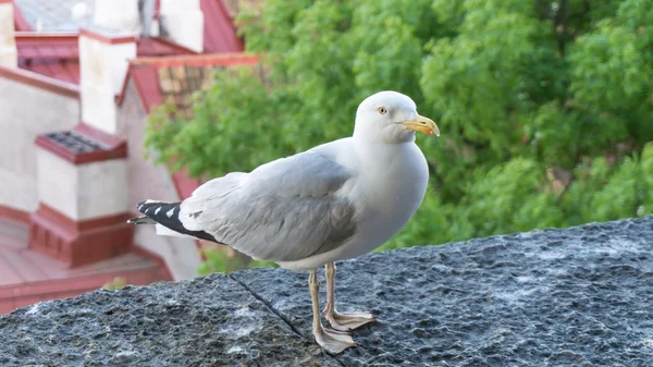 Pocztówka ptak Sea gull — Zdjęcie stockowe