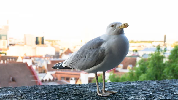 Möwenpostkarte — Stockfoto